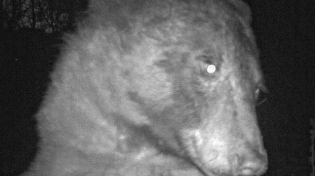 a bear using a city of boulder wildlife camera to take a selfie