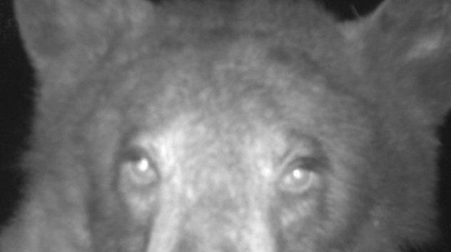 A bear posing for a selfie in front of a City of Boulder wildlife camera
