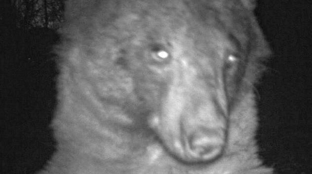 A bear using a city of boulder wildlife camera to take a selfie