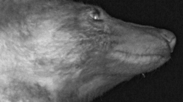 A bear posing for a selfie in front of a City of Boulder wildlife camera