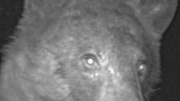 a bear using a city of boulder wildlife camera to take a selfie