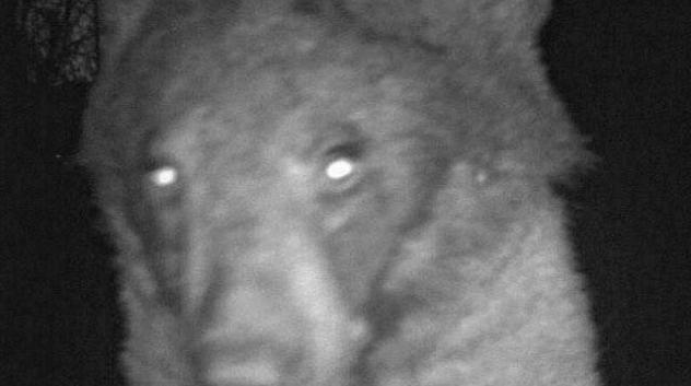 a bear using a city of boulder wildlife camera to take a selfie