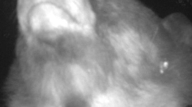 A bear using a city of boulder wildlife camera to take a selfie