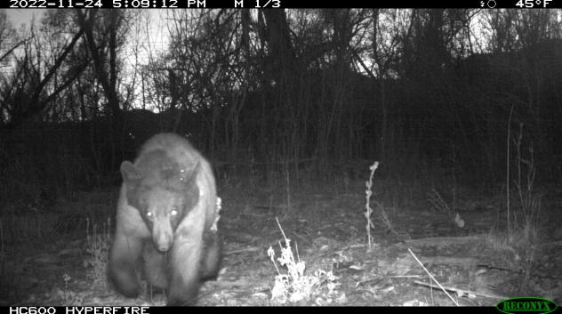 A bear approaching a city of boulder wildlife camera