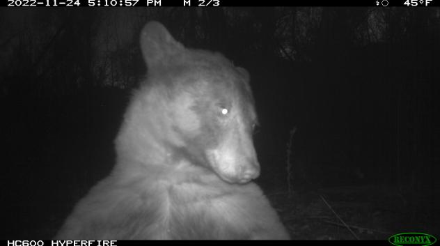 A bear posing for a selfie in front of a City of Boulder wildlife camera