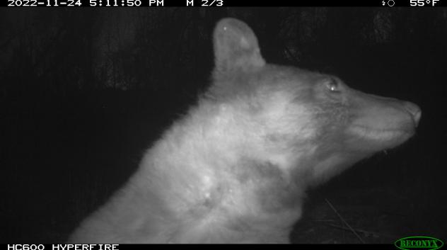 A bear posing for a selfie in front of a City of Boulder wildlife camera