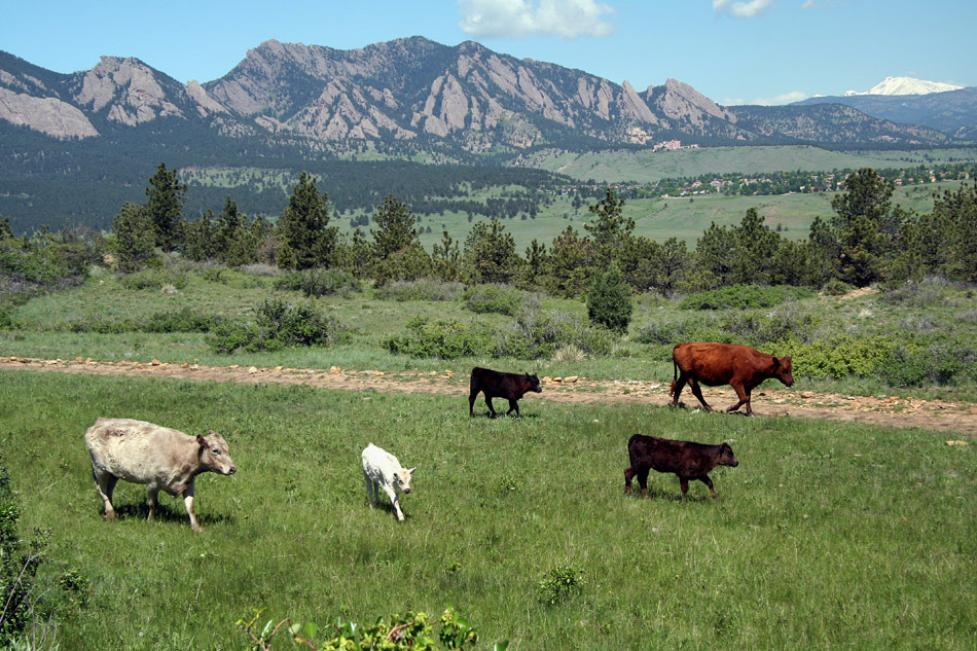 Cows grazing at Marshall Mesa