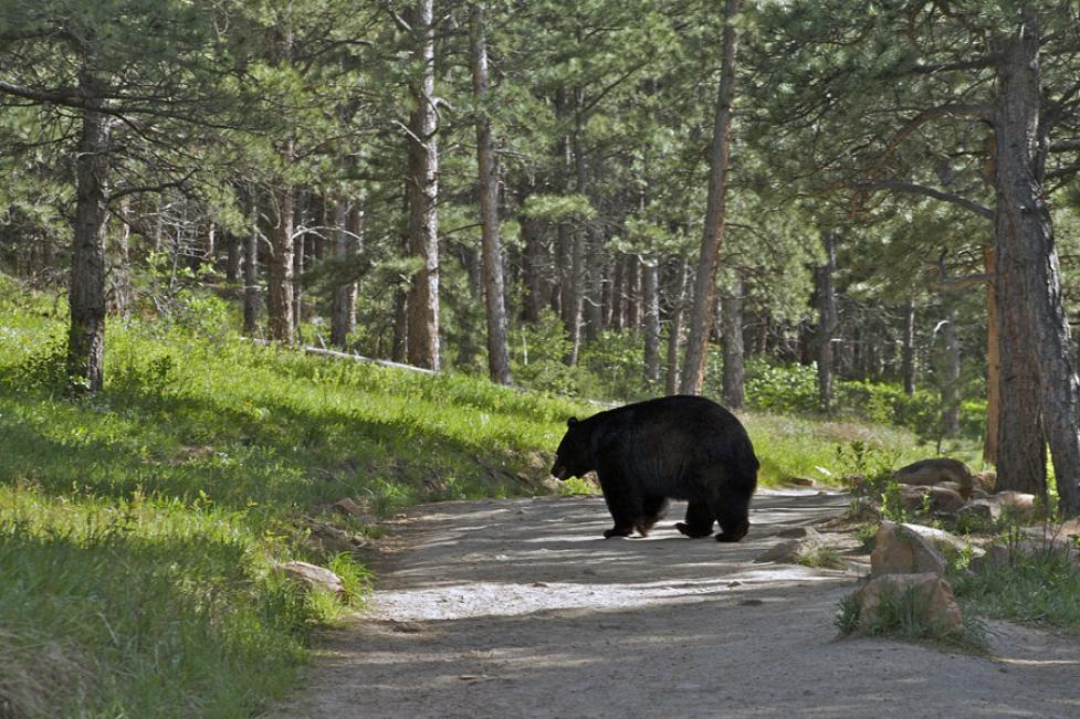 Black Bear on trail