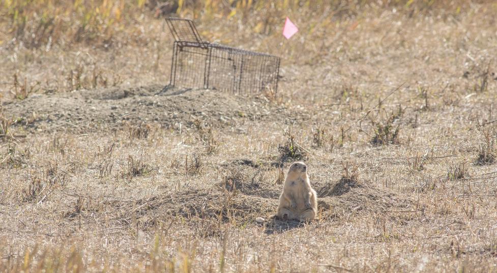 City regularly relocates prairie dog colonies