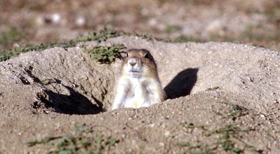 are prairie dogs the same as ground squirrels