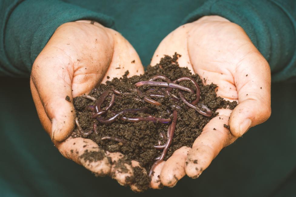 Hands holding worms in soil