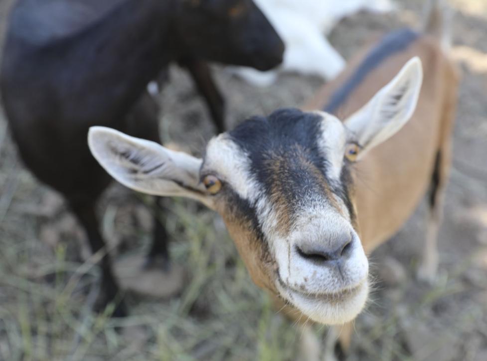 Goats eating weeds and ready for selfies