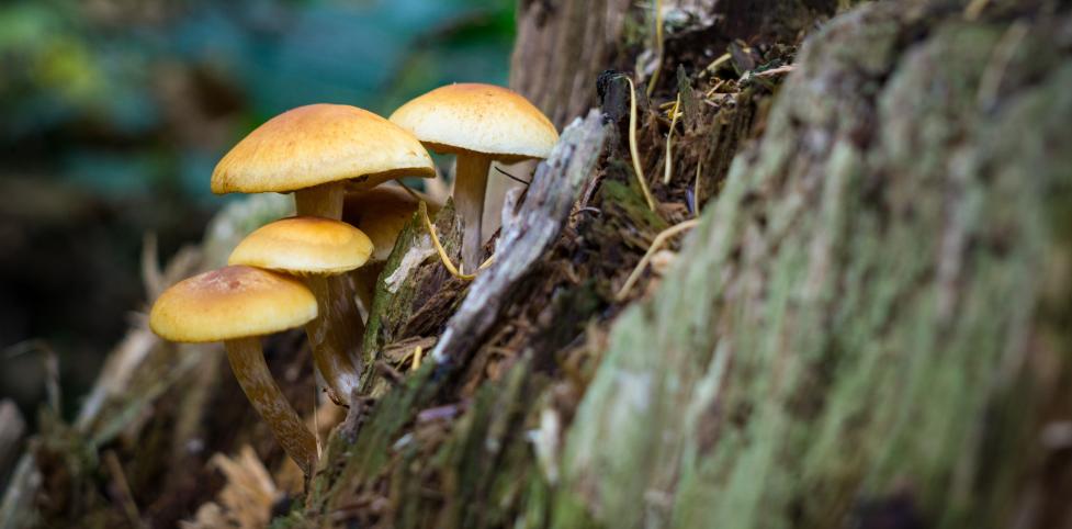 Mushrooms on a rotting stump