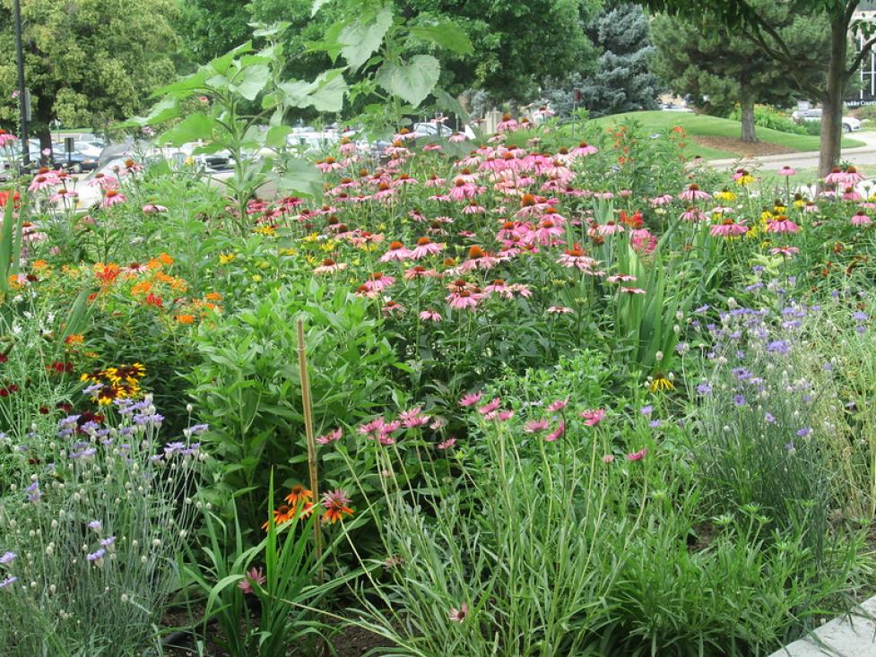 Pollinator garden with native plants