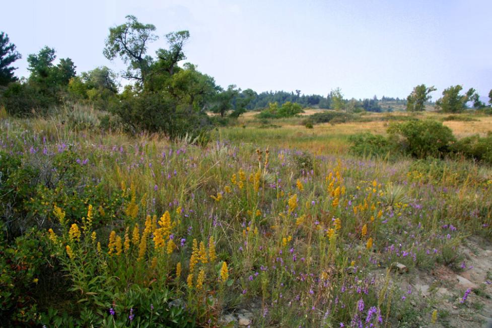 Late summer is a time for spectacular wildflower displays on Marshall Mesa. 