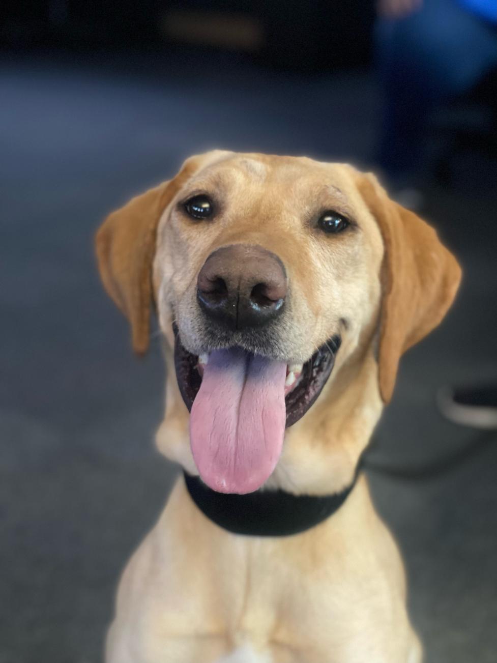 Boulder Police K9 Astro