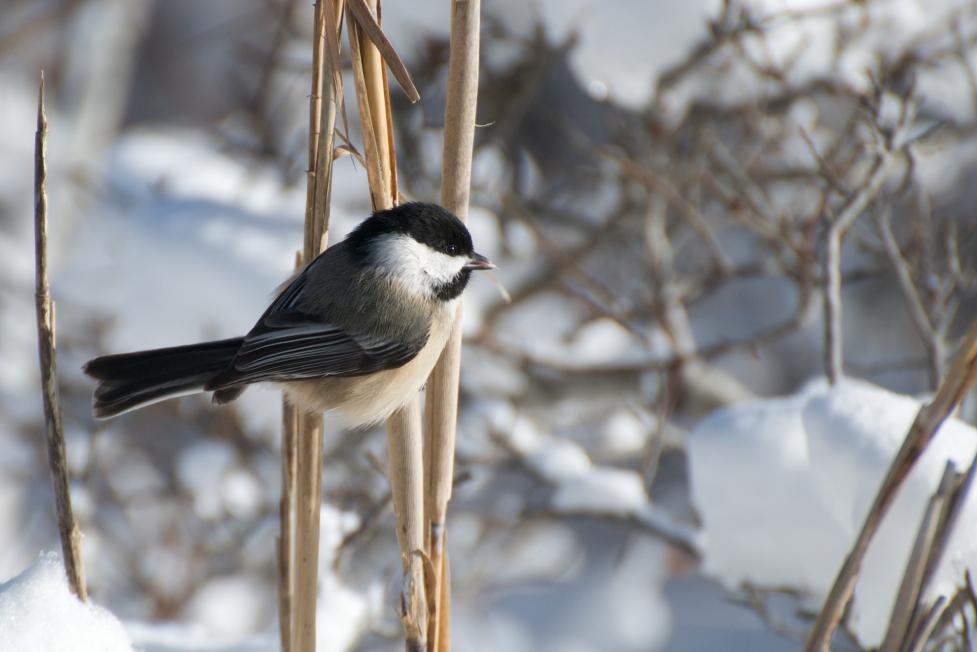 Black-capped Chickadee grasping a dead grass stalk against a snowy winter background.