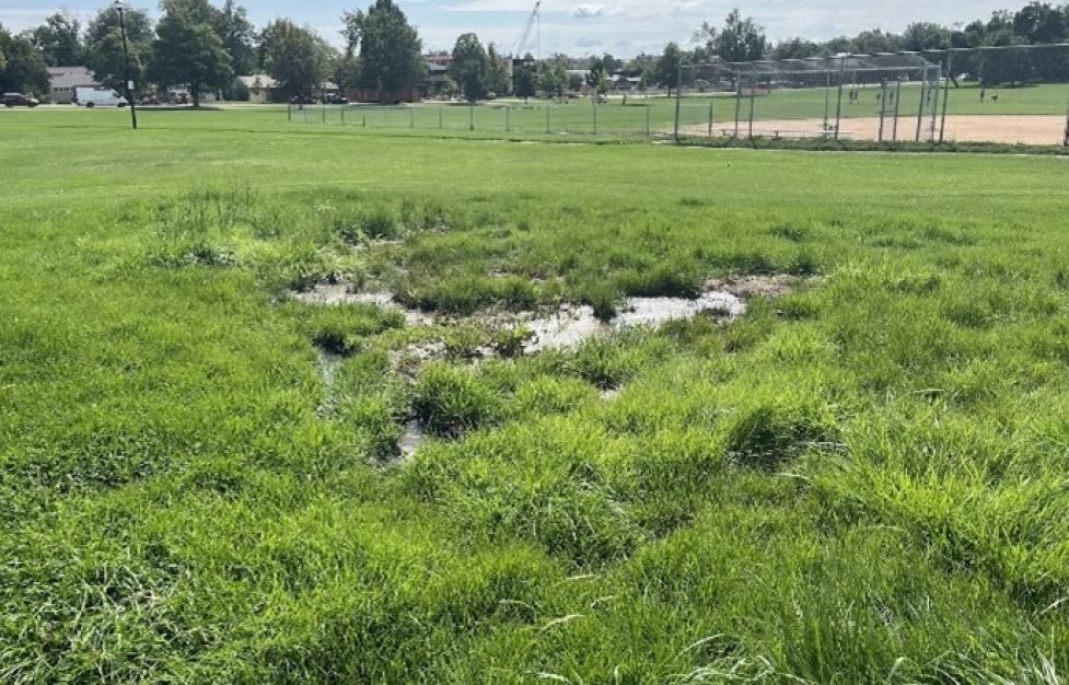 wet grassy area in the outfield of the ballfield in the spring