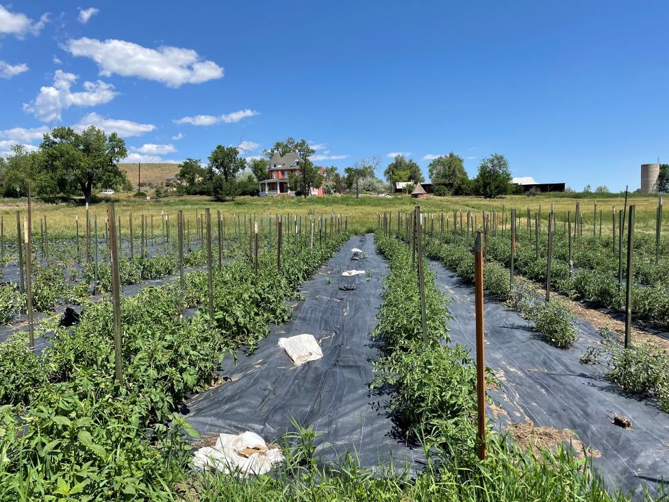 Agricultural operations occurring on the city's Fort Chambers - Poor Farm property.