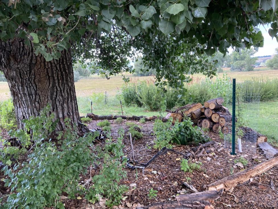 Food forest on Esoterra Farms at the Hartnagle Property. 
