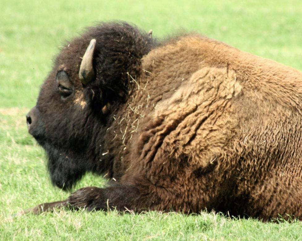A buffalo lying in profile with its beard visible under the chin.