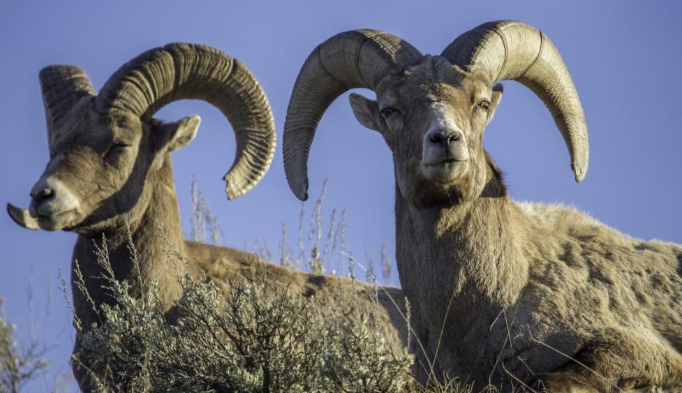 Two bighorn sheep with large horns look off into the distance.