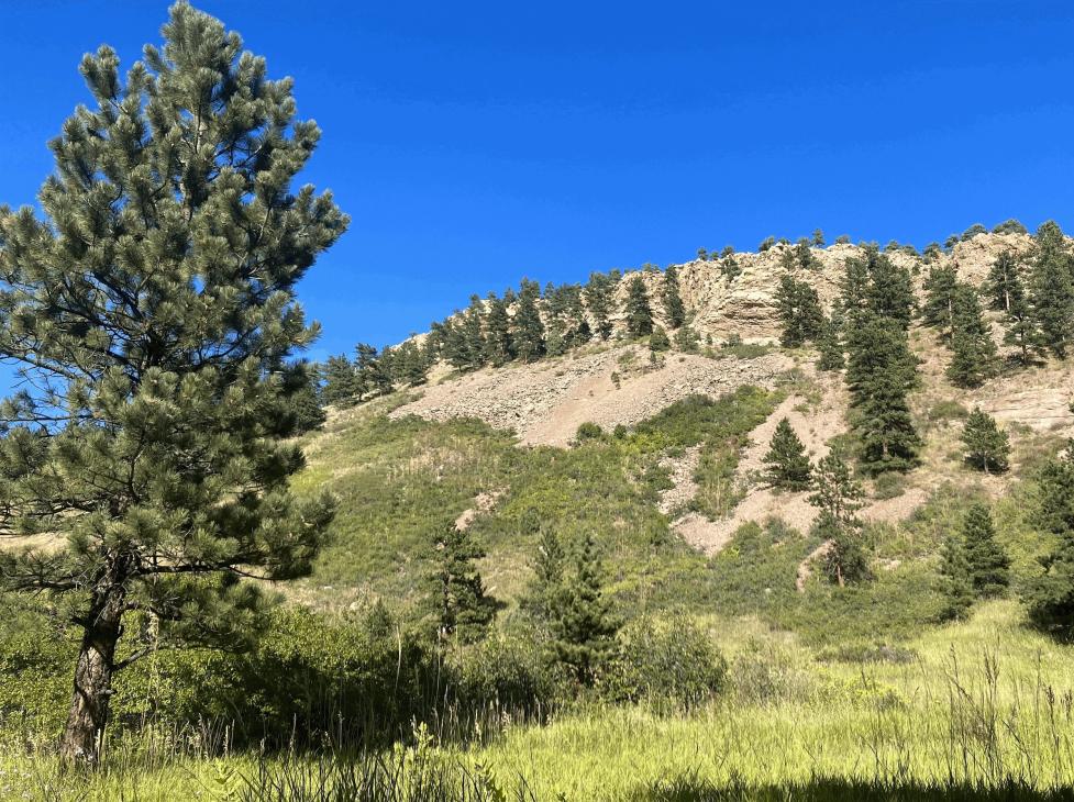 Rocky outcrop in Boulder OSMP with flat green field and conifers sloping up to a rocky, tree-scattered ridge.