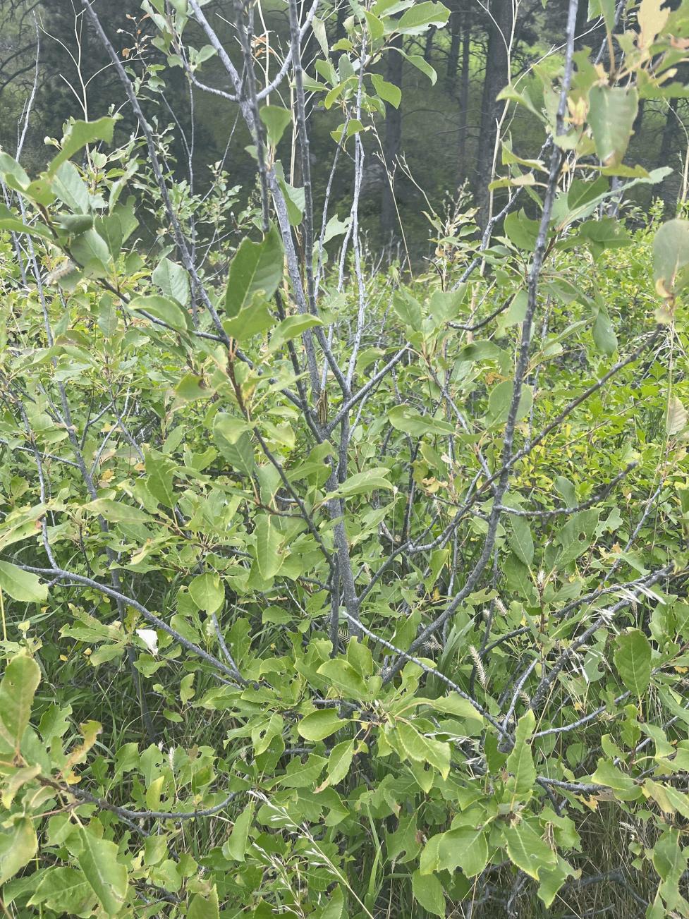 A chokecherry bush in Boulder.  