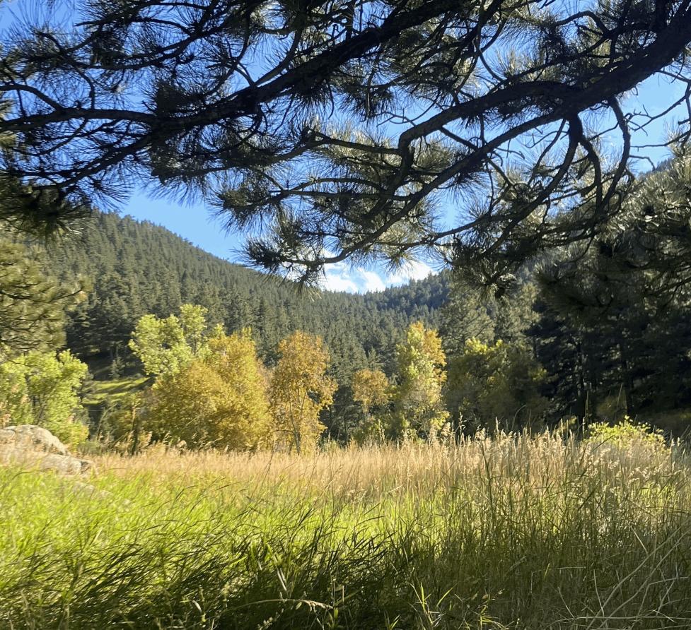 View of a Boulder OSMP valley framed by the dark underside of conifer branches, with green‑yellow grasses, a conifer‑covered hillside, and a blue sky with a few clouds.