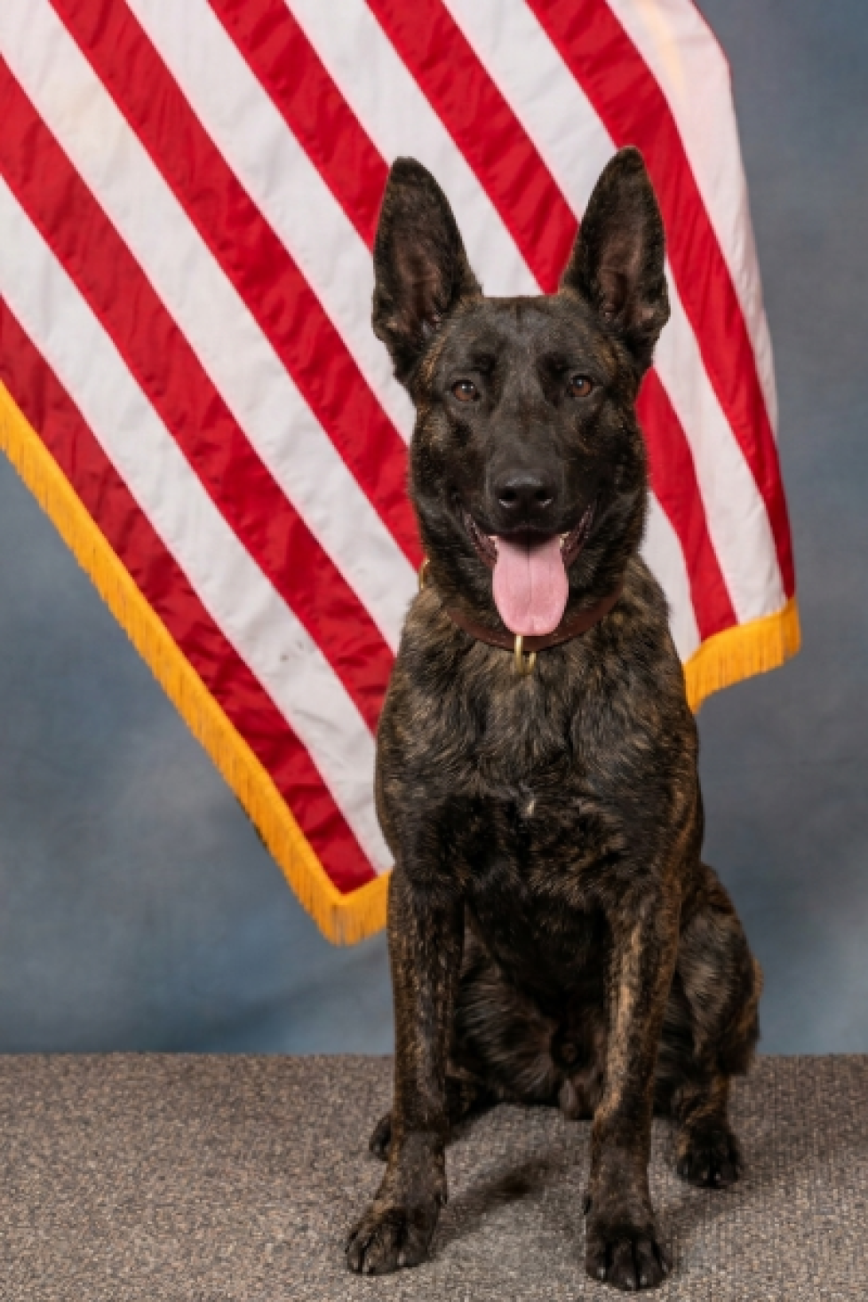 K9 Knox