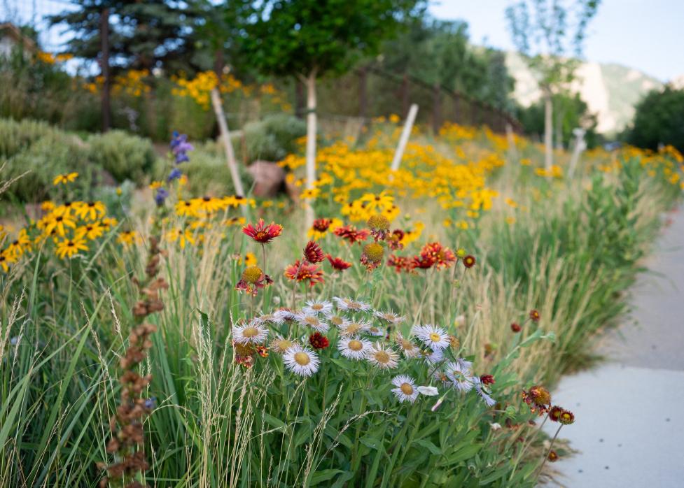 A flowering sidewalk edge with native Colorado plants flowering in yellow, red, 