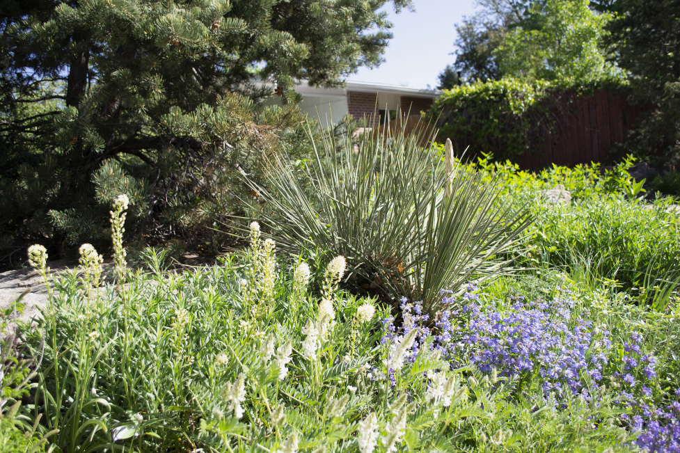 A flowering garden of native plants including yucca and white and purple flowers