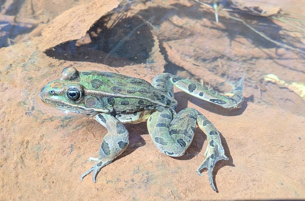 Green frog with darker green spots on a rock in water.