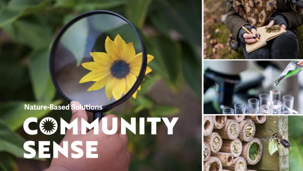 Group of 4 photos: magnifying lens looking at sunflower, person nature journaling, leafcutter bee flying to bee hotel and lab with test tubes and microscope in the background