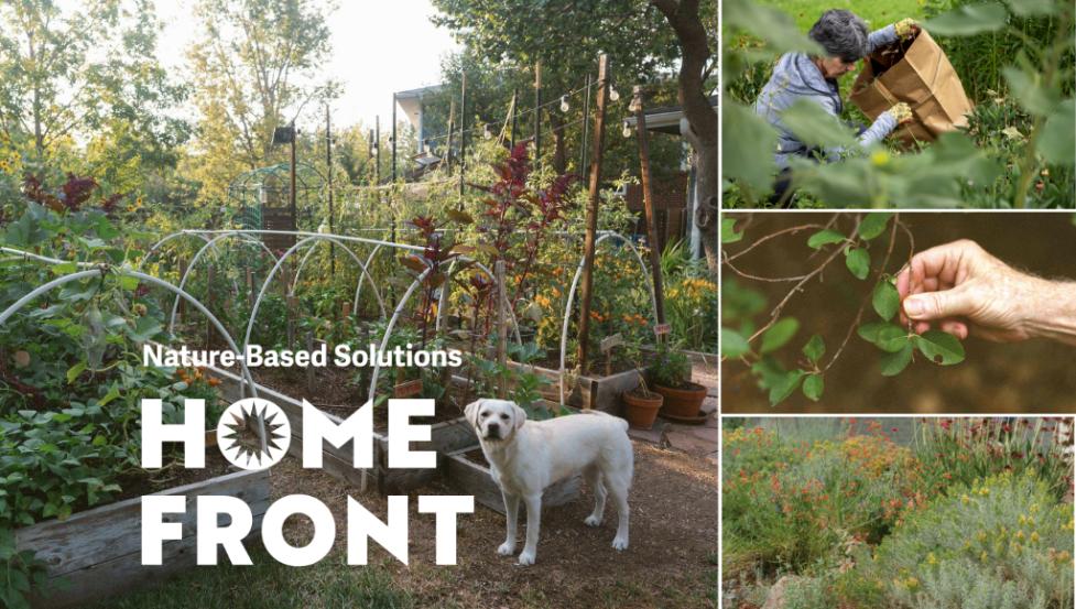 4 photos: dog in large vegetable garden, hand showing leaf, woman weeding, wildflower garden