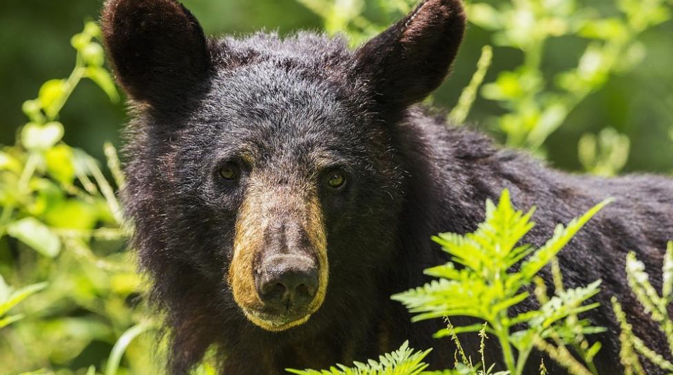 Bear cub in vegetation