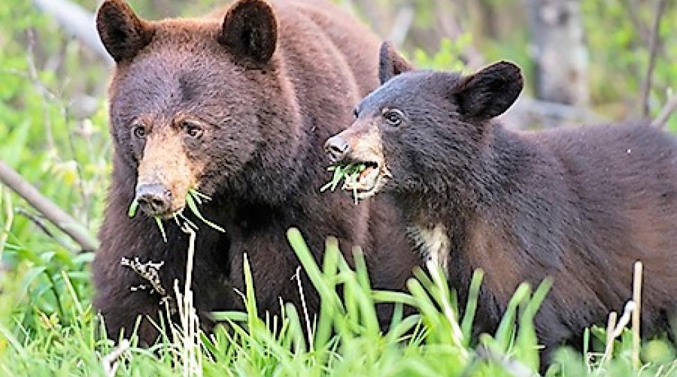 Bears eating grass