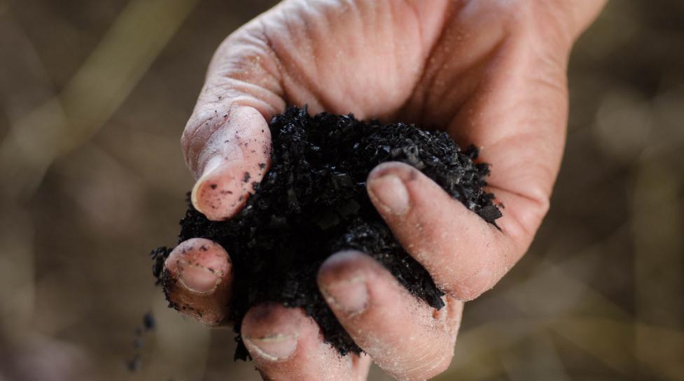 A handful of rich, black biochar used to build healthier soils. 
