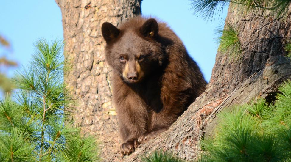 A Picture of a Bear on Boulder Open Space and Mountain Parks 