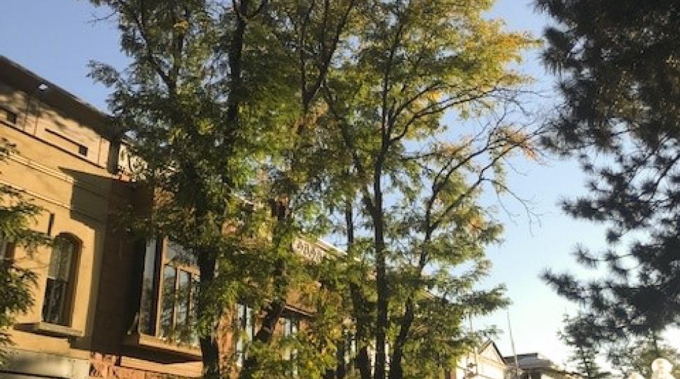 Tree to be pruned on Pearl Street Mall