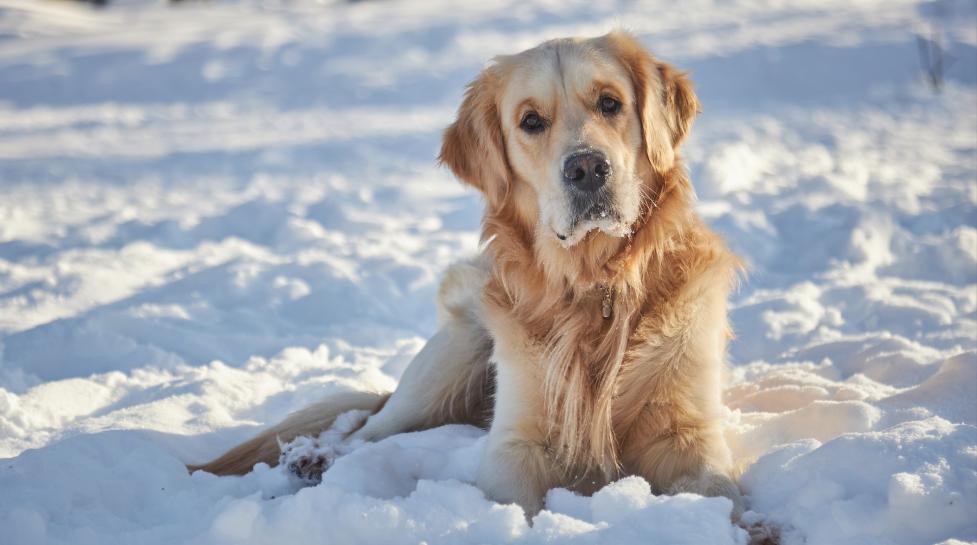Dog sitting in snow 