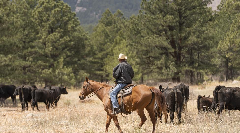 Local ranchers return cattle to Shanahan Ridge