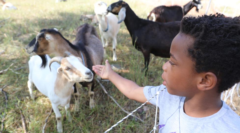 Goats eat weeds at Harlow Platts Community Park