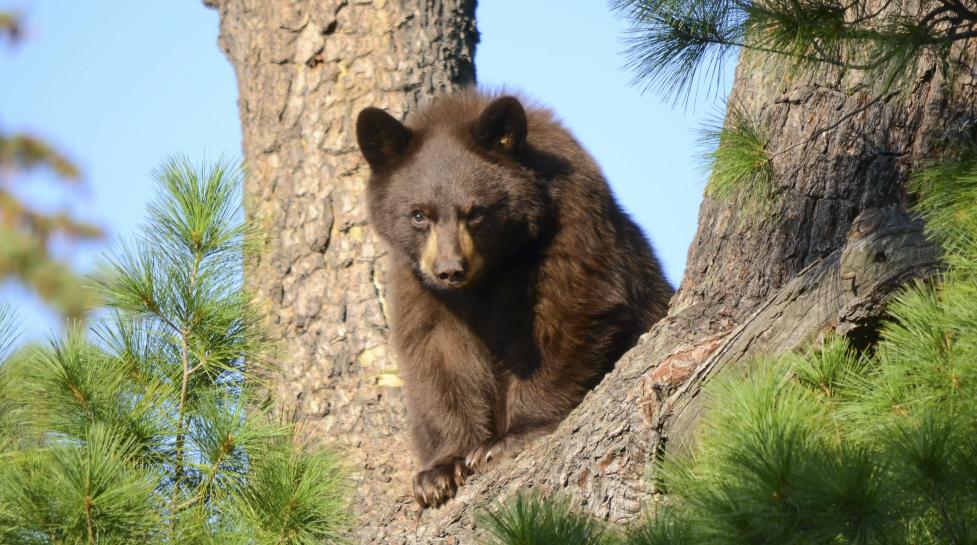 A black bear cub in a pine tree
