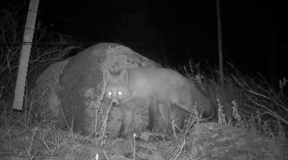 A fox captured on an OSMP wildlife camera