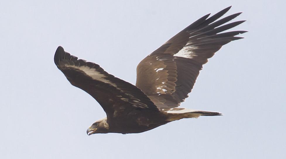 Juvenile golden eagle in flight