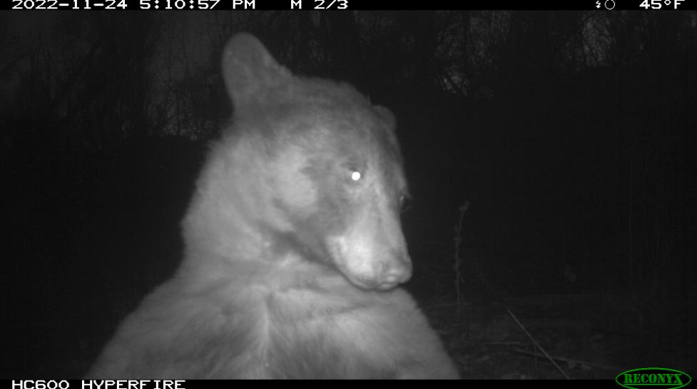 A bear posing for a selfie in front of a City of Boulder wildlife camera