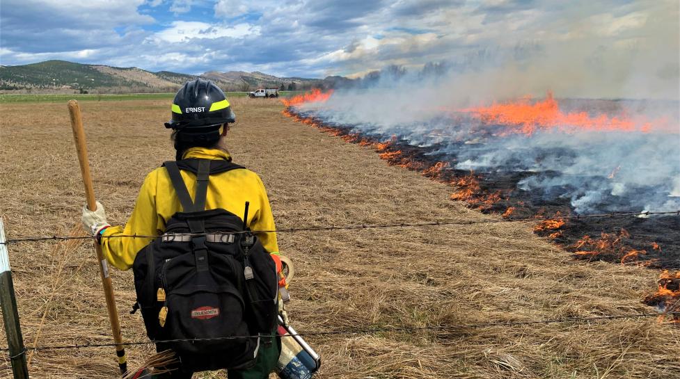 A wildland firefighter monitors a perscribed burn in a grassy field. 