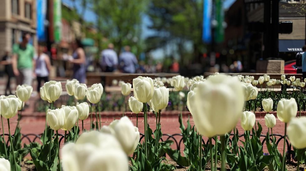 Close up of white tulips on Boulder's Pearl Street Mall