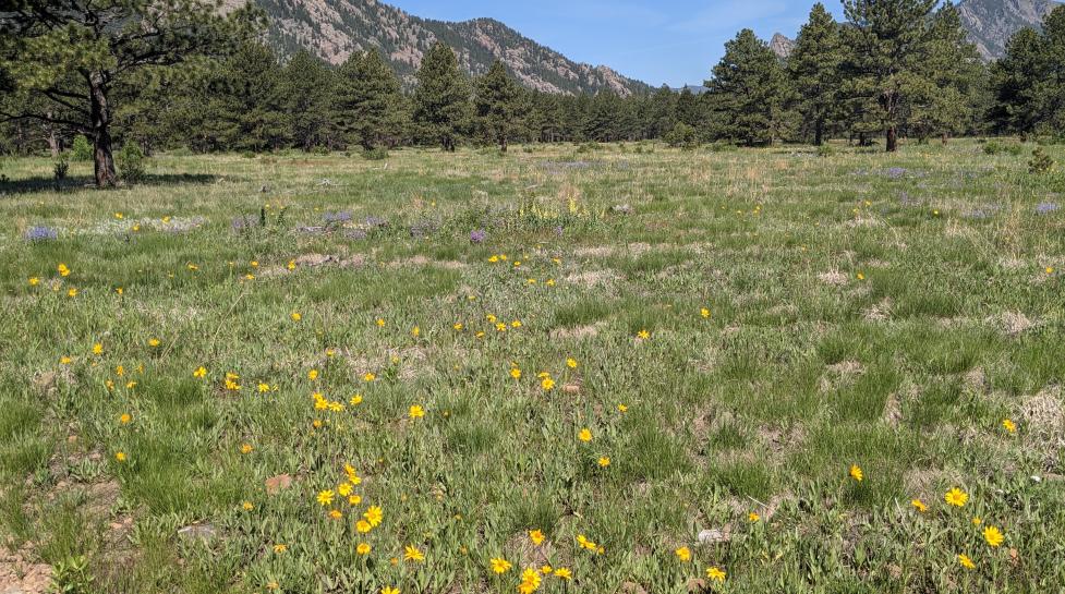 Flatirons Vista South Trail in spring
